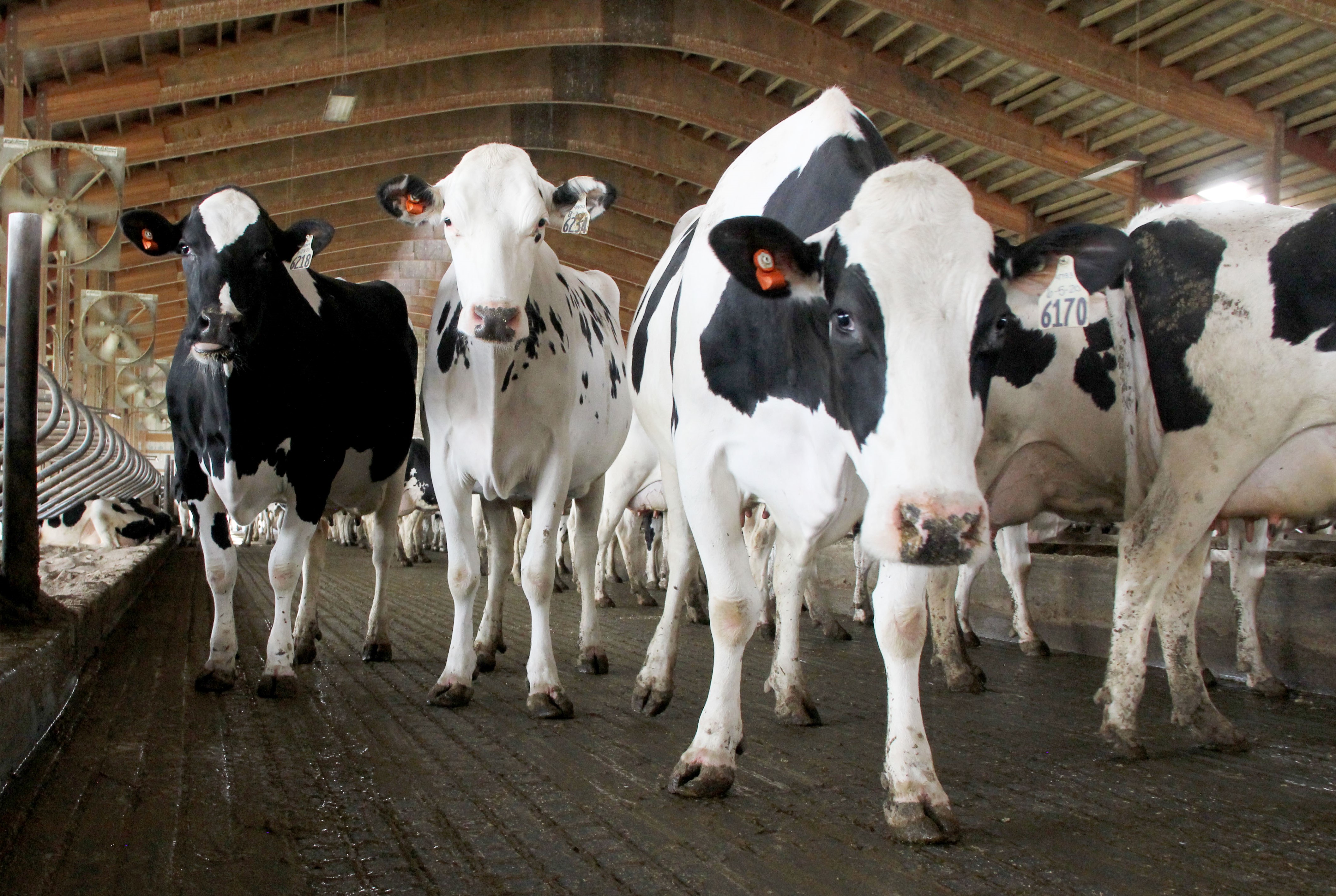 Cows in Barn